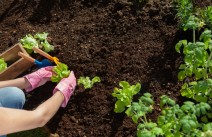 entretien du jardin pendant les vacances