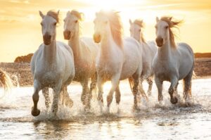 Arles - Camargue