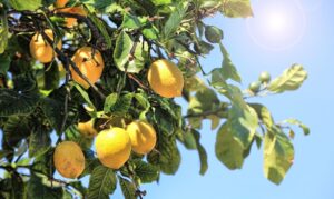 Menton Citrons