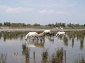 Chevaux sauvages en Camargue