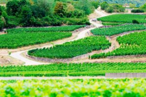 Vignoble Chassagne-Montrachet