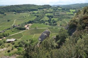 Vignes du Mâconnais